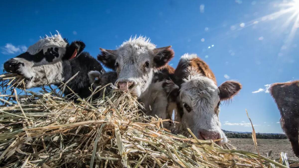 Cattle eating hay. Photo: Karleen Minney