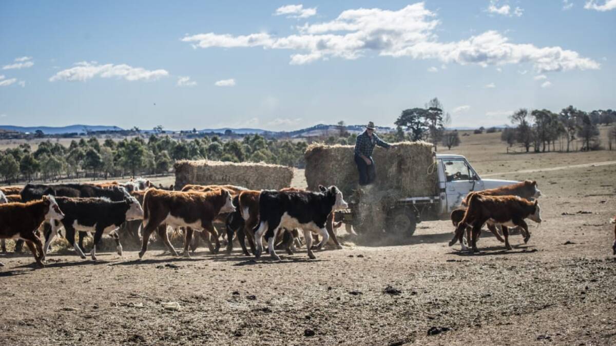 Cattle following the truck with hay. Photo: Karleen Minney