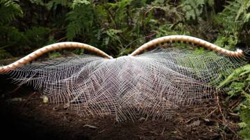 WHAT A SHOW: A male Superb Lyrebird puts on an incredible show after mating, which includes a mysterious, elaborate performance where he tosses his tail over his head and dances backwards away from the female. Image: Supplied
