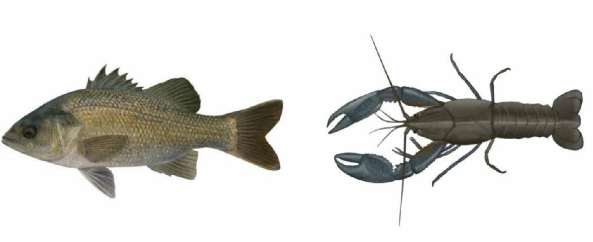 The EPA says recreational fishers should reconsider consuming multiple servings per week of freshwater species (like Australian bass and yabby) caught in the freshwater sections of Currambene Creek. Images Department of Primary Industries (DPI).
