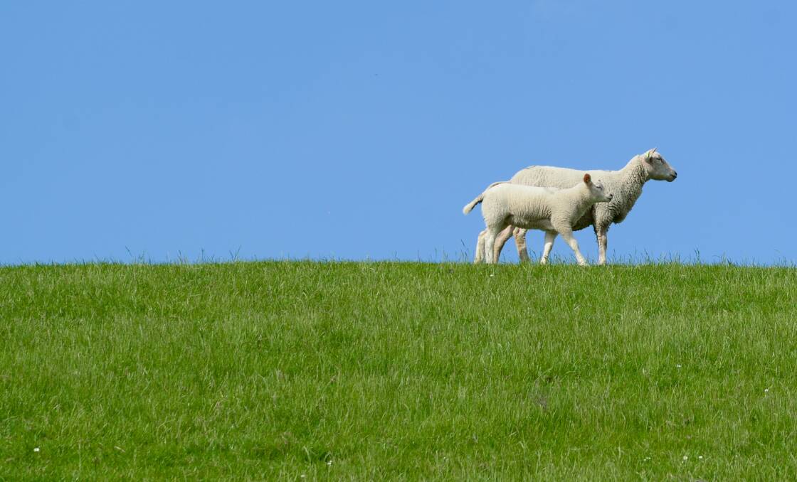 Healthy pastures: Getting the most out of winter pastures. Photo: Skitterphoto