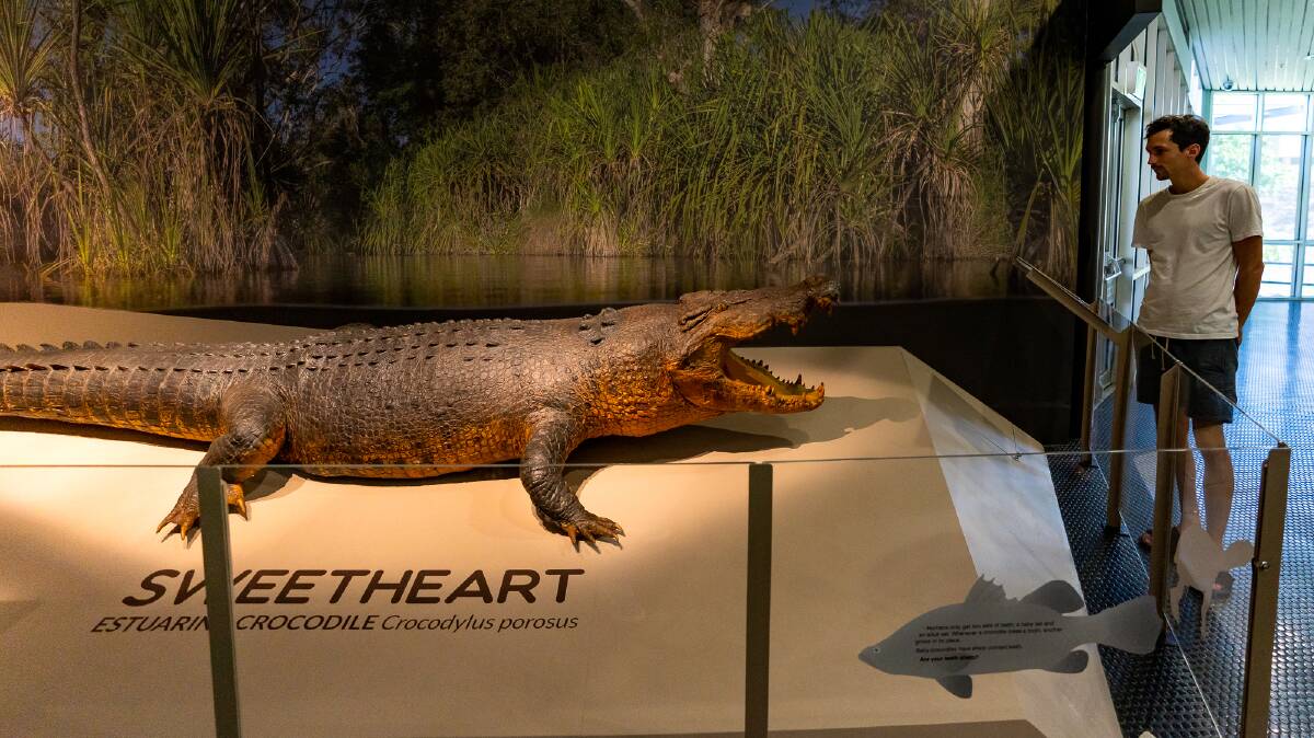 Darwin's famous crocodile, Sweetheart, at the Museum and Art Gallery of the Northern Territory. Picture: Michael Turtle