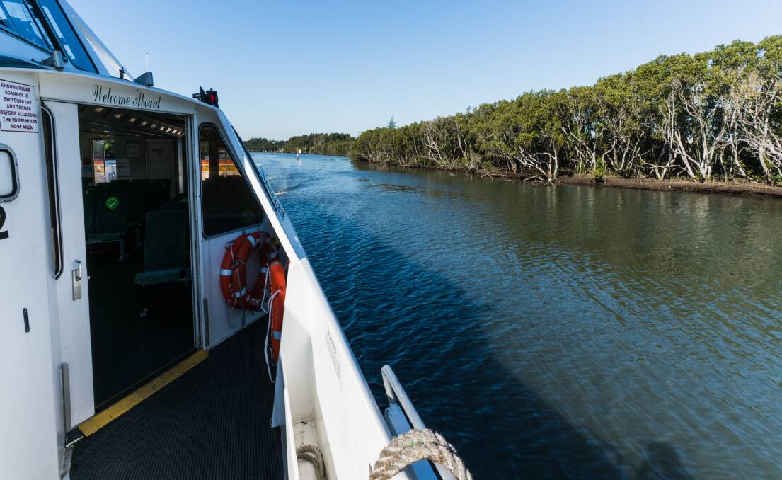  Arriving by ferry past the mangroves of the Parramatta River.
