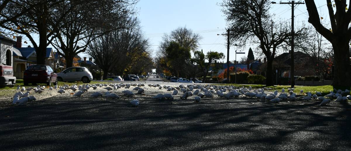 Birds show no fear, invade Ballarat street