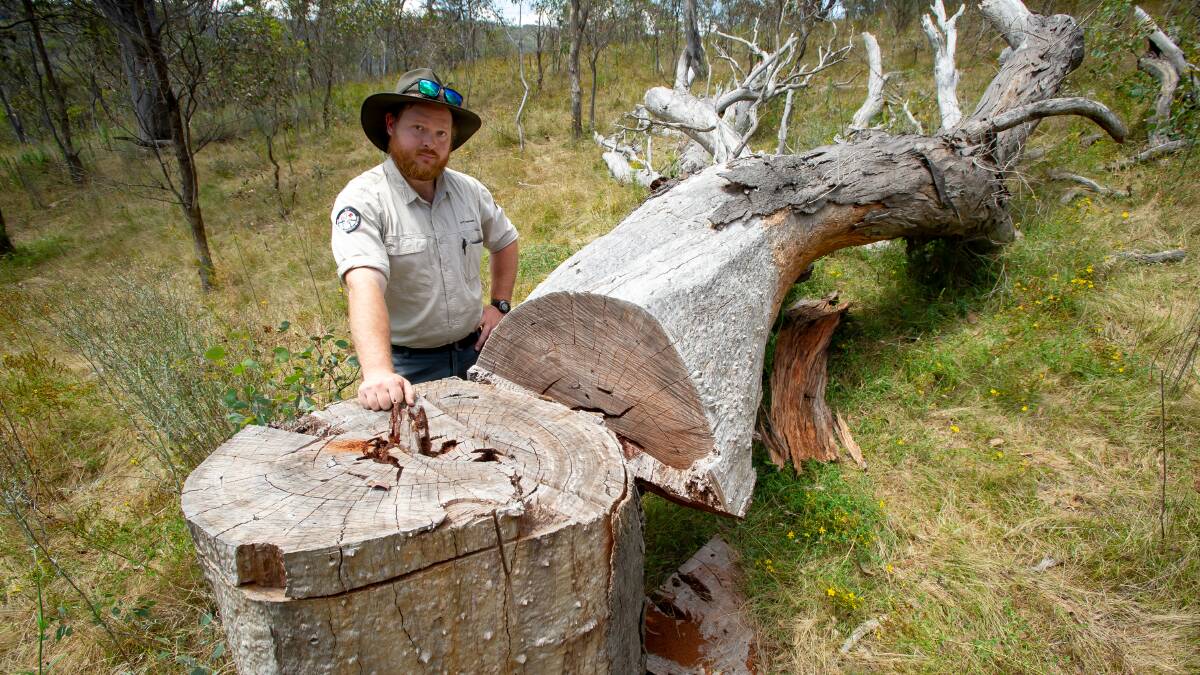 James Parker, ACT Parks Ranger, said the destruction of mature natives in ACT reserves was the worst he'd ever seen. Picture by Elesa Kurtz