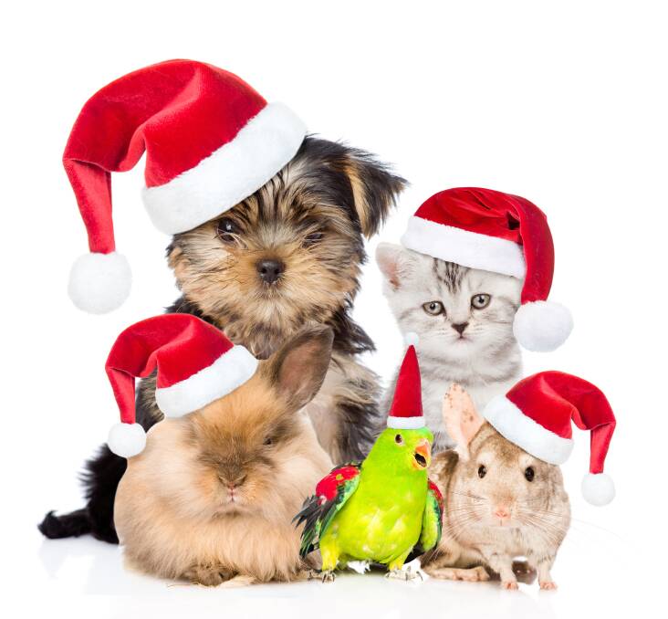 Keep Christmas jolly for your pets