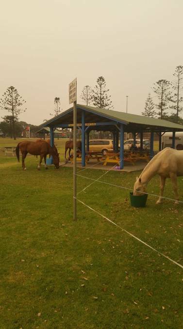 Horses in temporary corrals during the fires on the Mid North Coast this month. Photo: Carole Isaacs