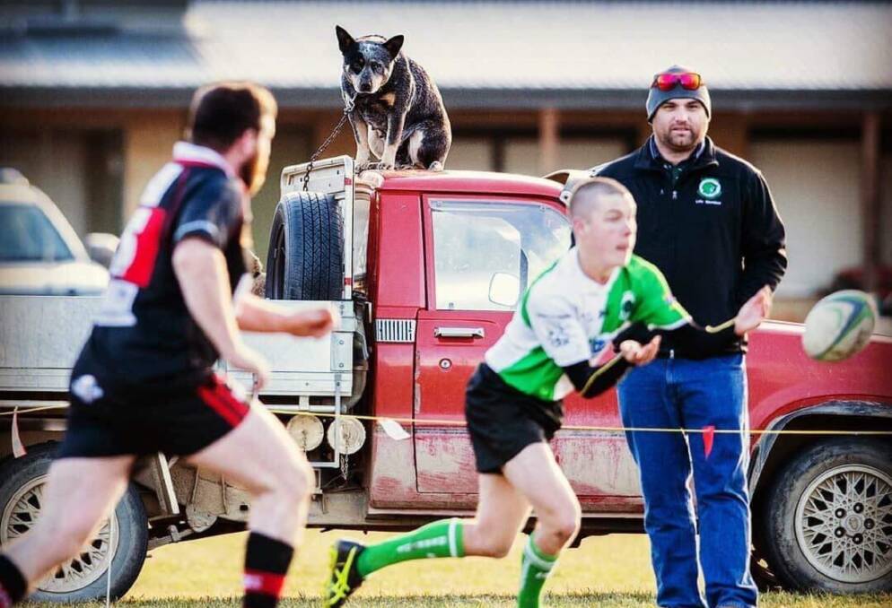 All sorts: The Redbacks drew some interspecies support from Taz on the weekend, seen here astride his owner's ute during the game against Jindabyne. Photo: Supplied. 