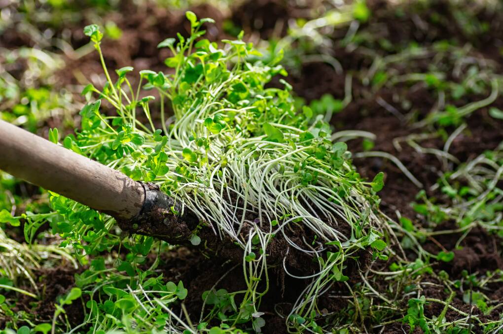  Green manures help reset the soil. Picture: Shutterstock.