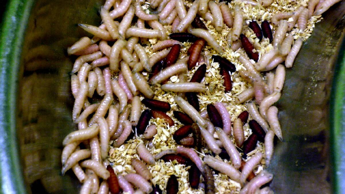 Maggots are helping reduce food waste at Queanbeyan Hospital. Photo: Matthew Hull