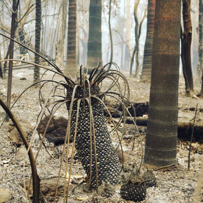"Smouldering garden after the fire", by Catherine Daniel.