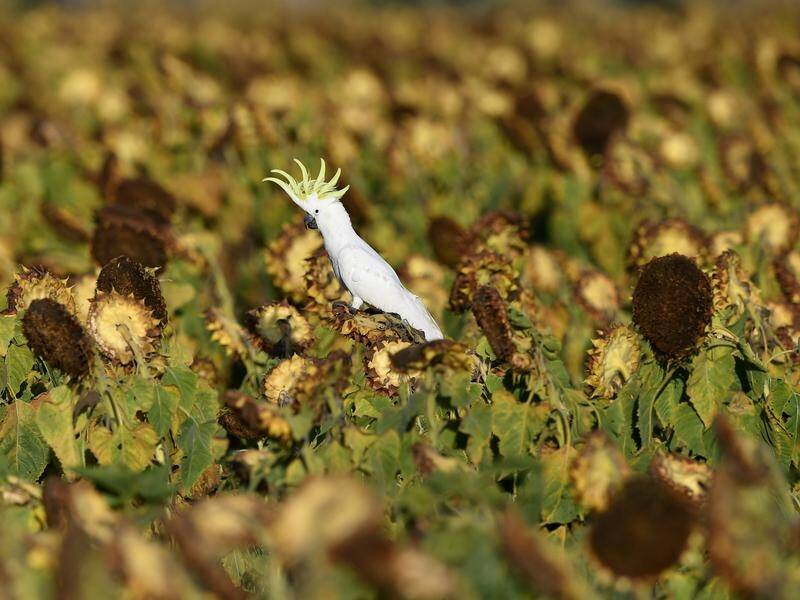 Researchers found the membrane mechanism in plant species including sunflowers, beans and cotton. (Darren England/AAP PHOTOS)