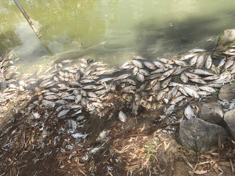 Up to a million fish are believed to have died in the Darling River system in far western NSW.