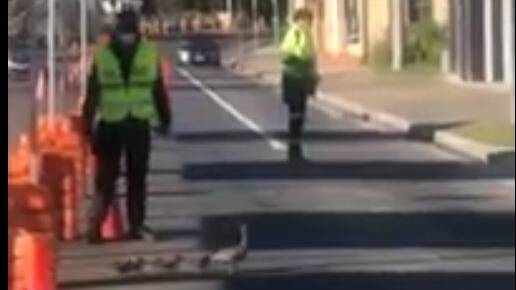 Family of ducks involved in low-speed pursuit across border checkpoint