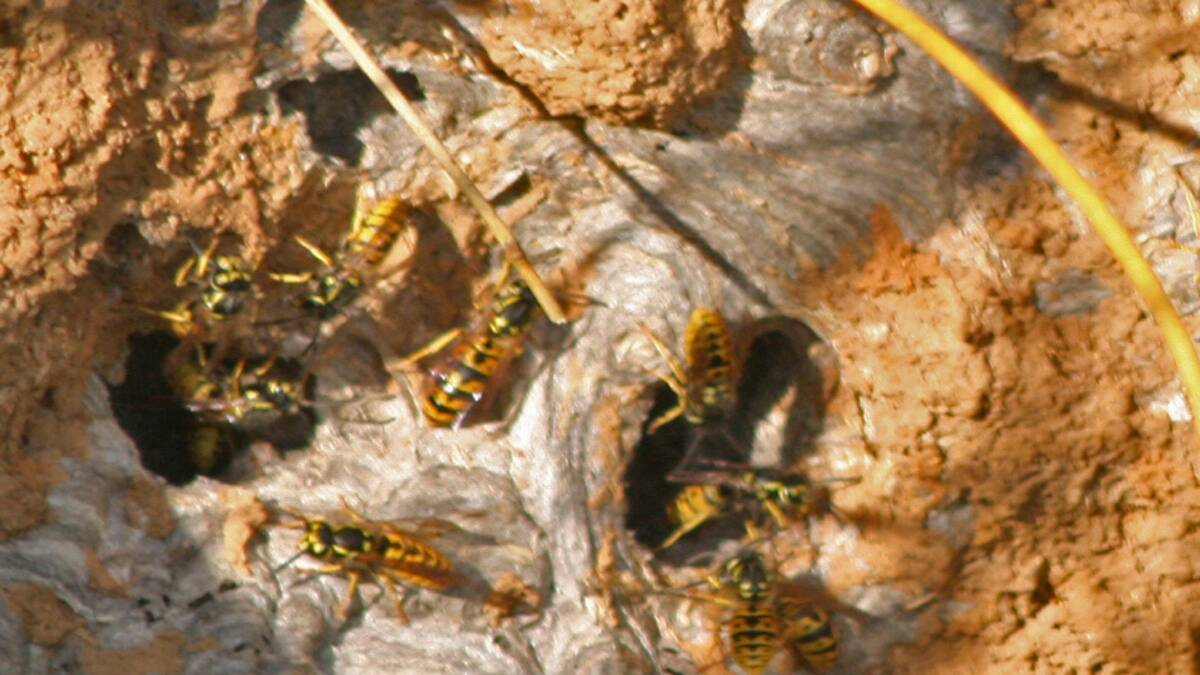A European Wasps nest in Braidwood.   