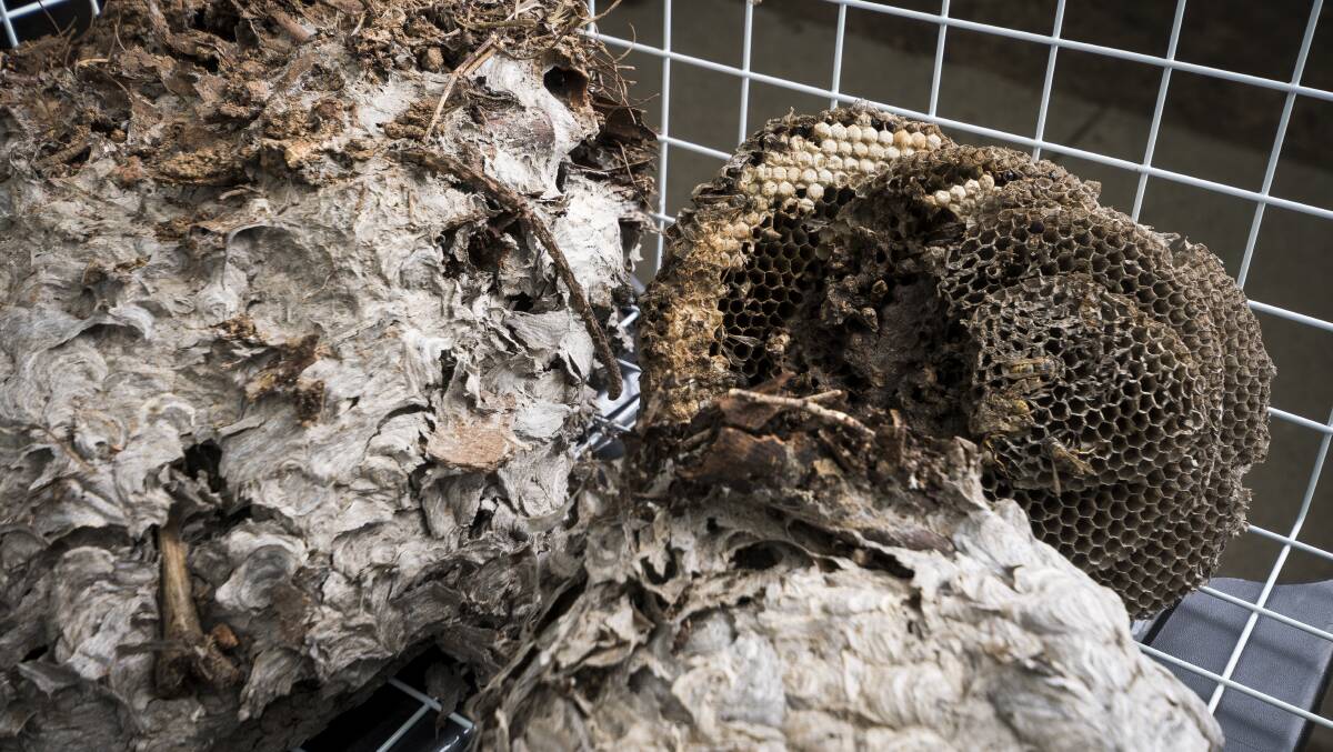 A wasps' nest. Photo: Dion Georgopoulos.