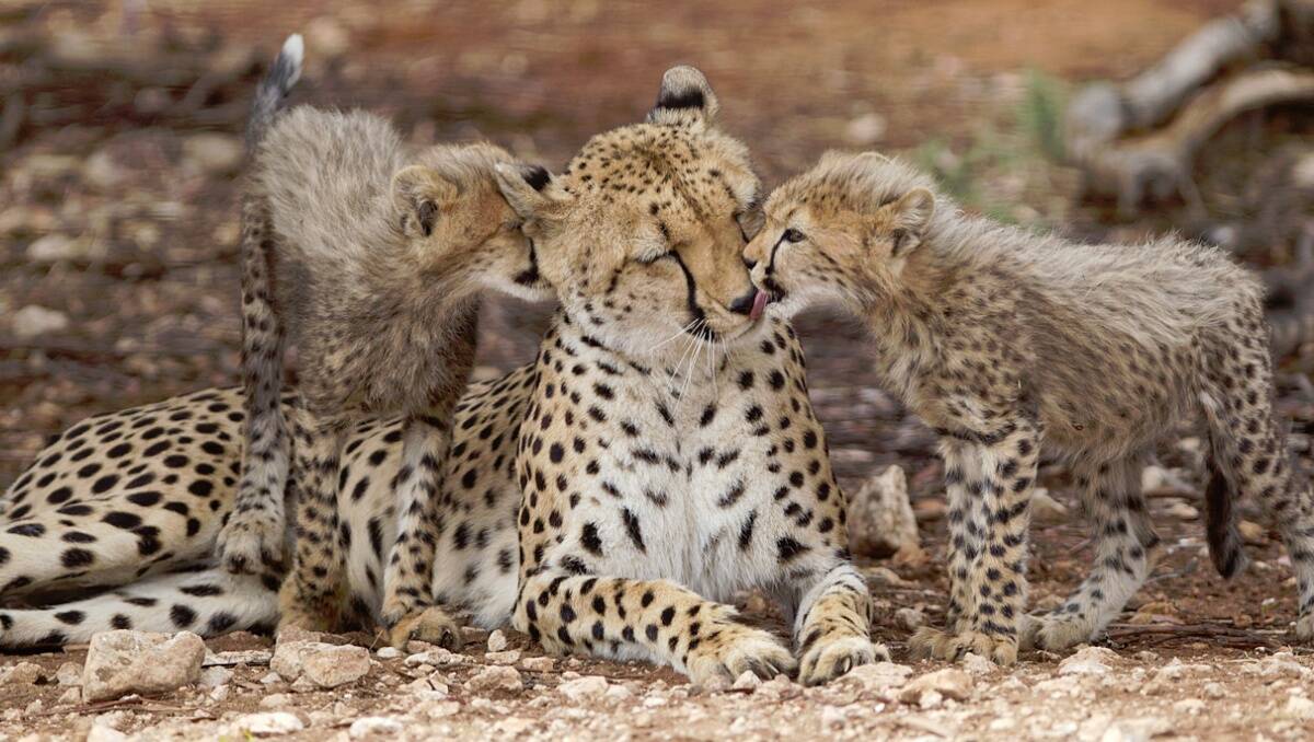 Monarto Zoo’s female Cheetah, Nakula, and her litter of five cubs who were born in October last year. Photo: David Mattner for Monarto Zoo