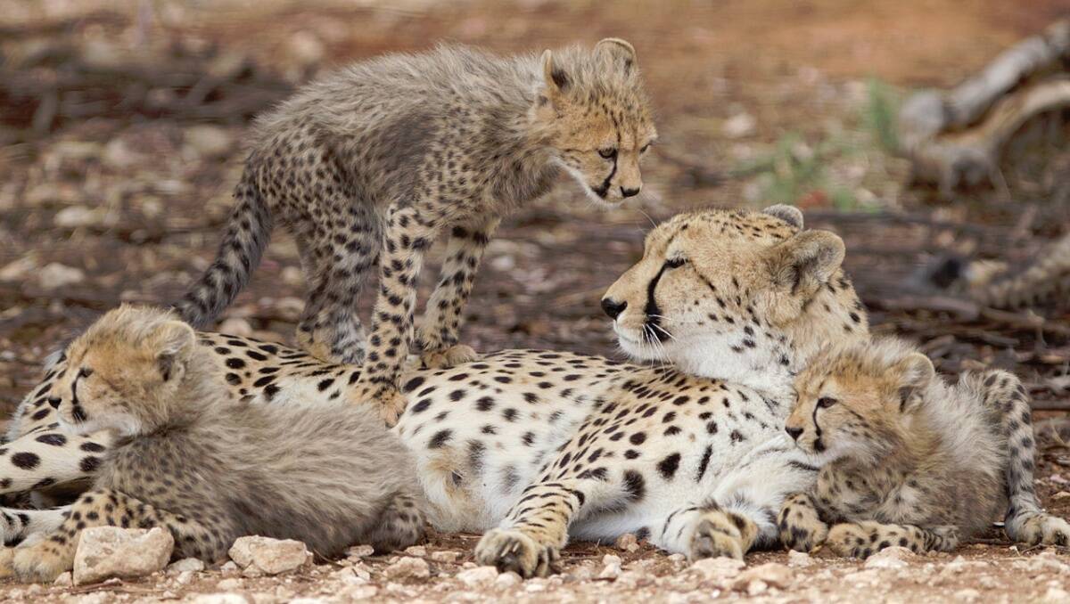 Monarto Zoo’s female Cheetah, Nakula, and her litter of five cubs who were born in October last year. Photo: David Mattner for Monarto Zoo