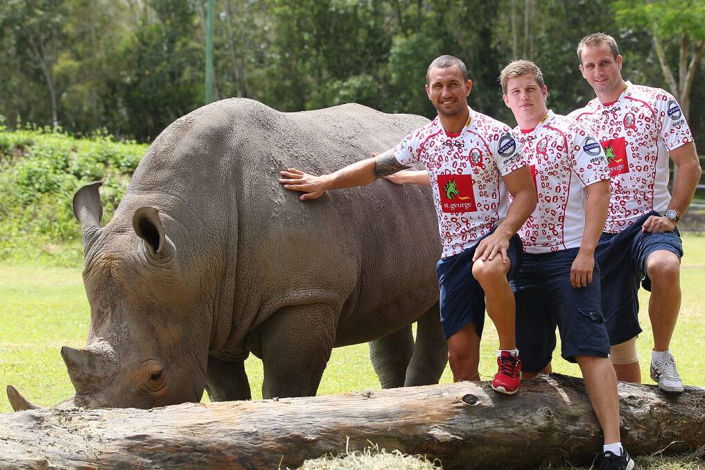 Quade Cooper, Kevin Davis and Adam Wallace-Harrison of the Reds pat DJ the Rhino inside the Australia Zoo's African enclosure on March 13, 2012 on the Sunshine Coast, Australia. Photo by Chris Hyde/Getty Images 