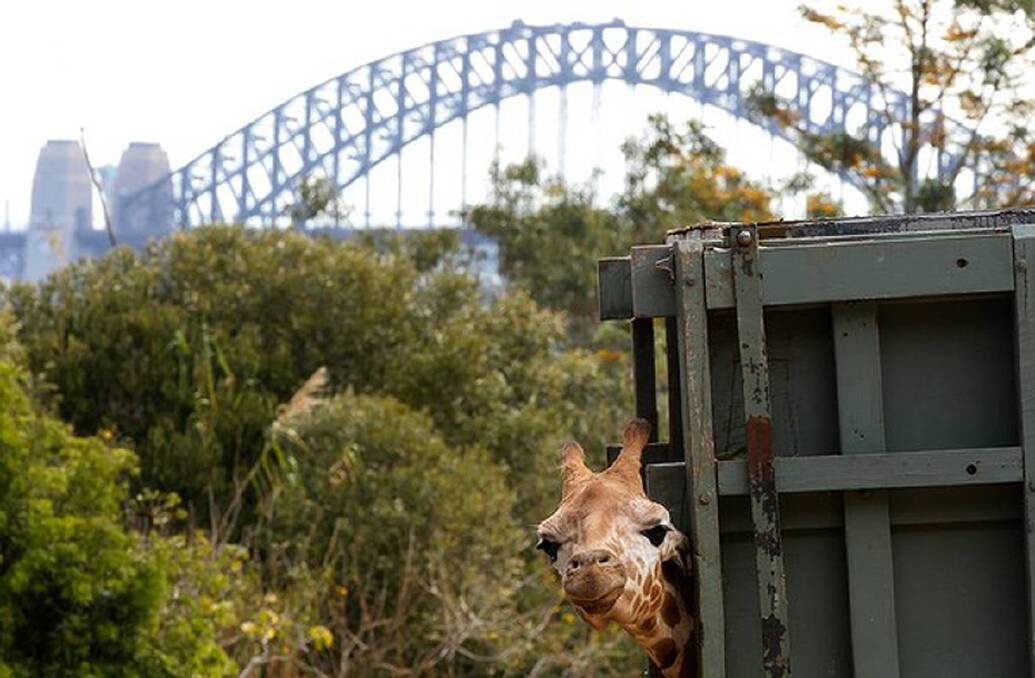 Kitoto the Giraffe arrives at Taronga Zoo from Dubbo. Photo: Dallas Kilponen