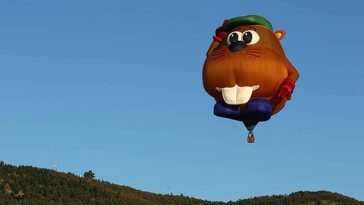 A beaver shaped balloon took part in the 2012 festival. Photo: Getty