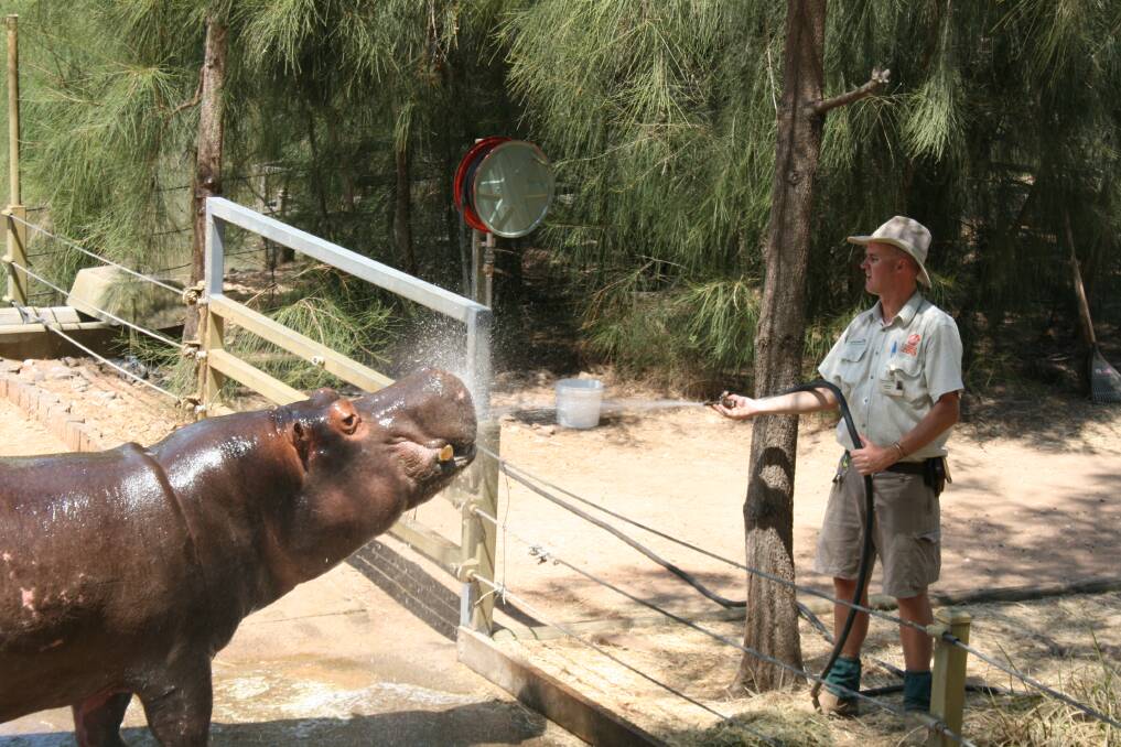 A hippo at Dubbo's Western Plains Zoo being sprayed by a zookeeper. Photo contributed by Taronga Western Plains Zoo