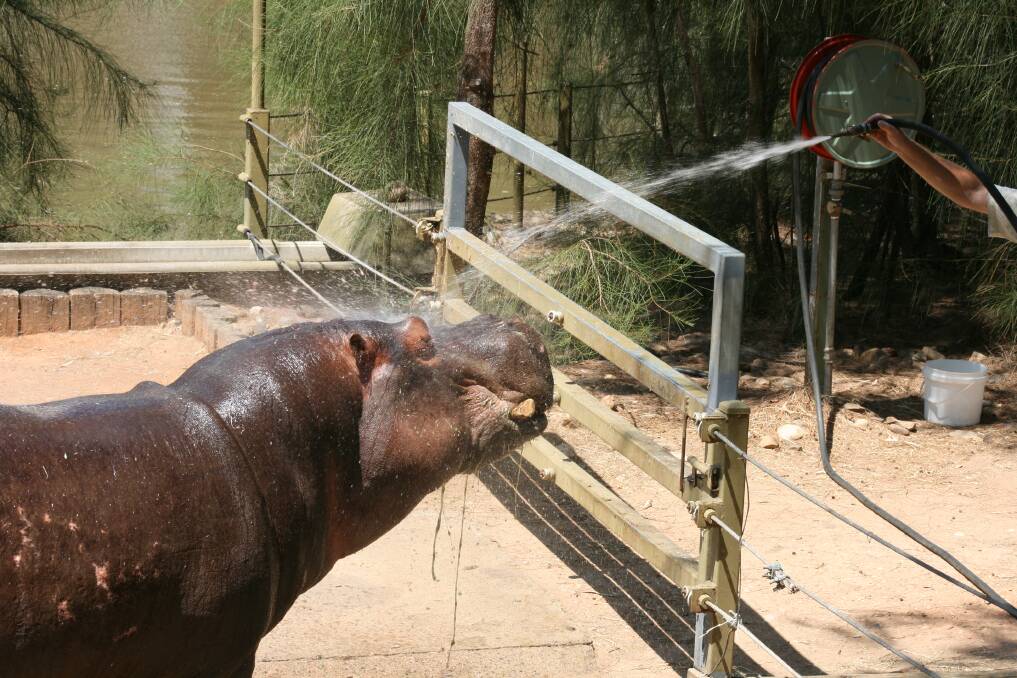A hippo at Dubbo's Western Plains Zoo being sprayed by a zookeeper. Photo contributed by Taronga Western Plains Zoo