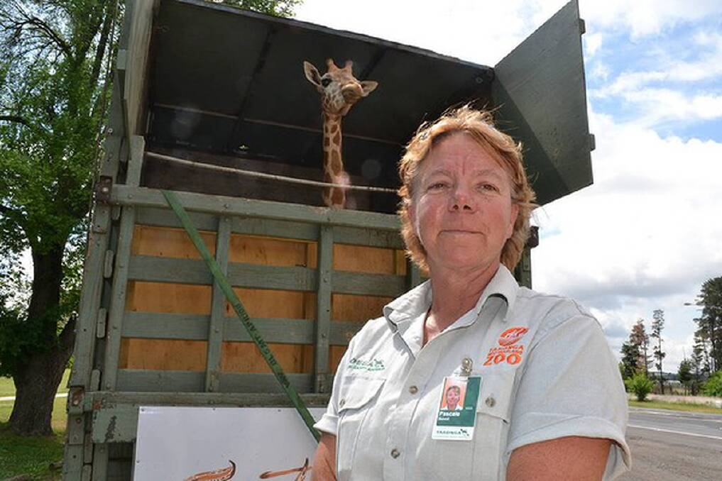 Zookeeper Pascale Benoit on theGreat Western Highway travelling through Bathurst. Kitoto, the newest member of Taronga's Giraffe herd, travels by road from Dubbo in her custom-built travelling crate. Photo: Brian Wood