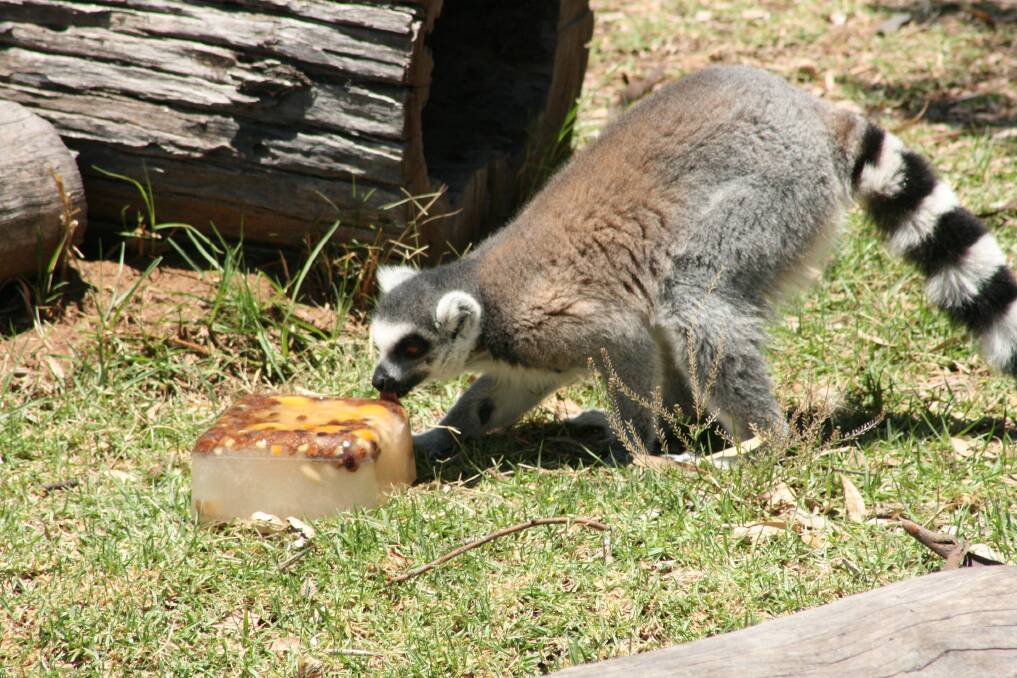A ring-tailed lemur at Dubbo's Western Plains Zoo keeping cool by eating fruit frozen into an ice block. Photo contributed by Taronga Western Plains Zoo