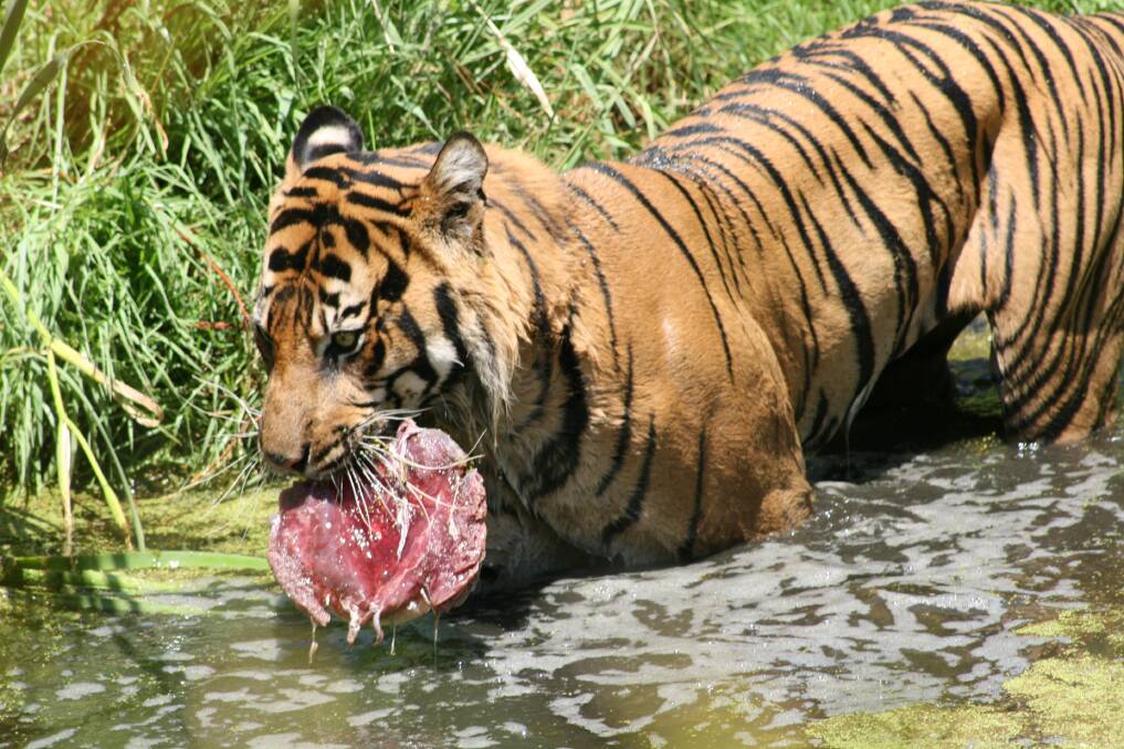 A tiger at Dubbo's Western Plains Zoo keeping cool with a frozen steak. Photo contributed by the Taronga Western Plains Zoo