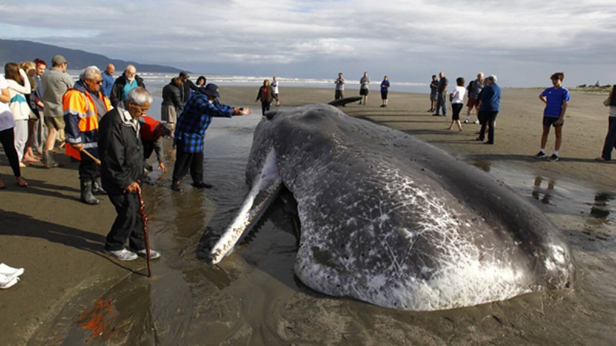 BEACHED: A whale washed up on Paraparaumu Beach outside the Kapiti Boating Club this morning. Photo: PHIL REID