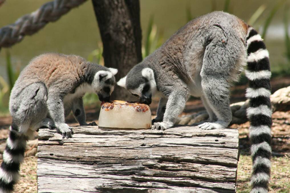 Ring-tailed lemurs at Dubbo's Western Plains Zoo keeping cool by eating fruit frozen into an ice block. Photo contributed by Taronga Western Plains Zoo