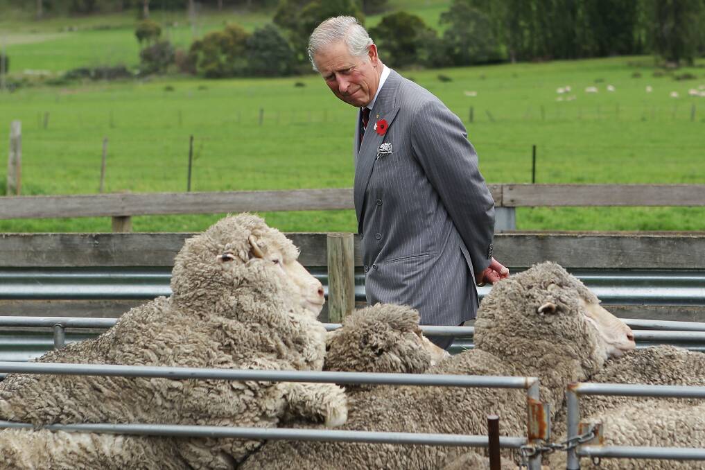 Prince Charles, Prince of Wales observes sheep being mustered into shearing shed yards at Leenavale Sheep Stud on November 8, 2012 in Sorell, Australia. The Royal couple are in Australia on the second leg of a Diamond Jubilee Tour taking in Papua New Guinea, Australia and New Zealand. (Photo by Brendon Thorne/Getty Images) 