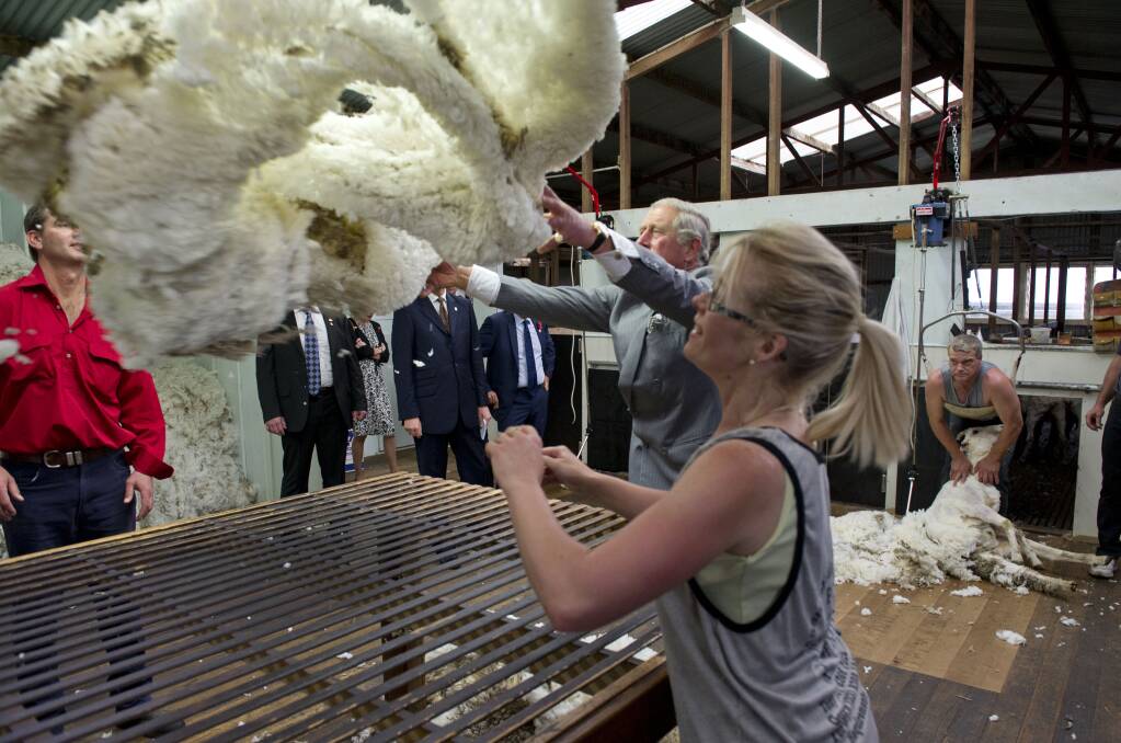 Prince Charles, Prince of Wales helps with sheep shearing during a visit to the Leenavale Sheep Stud at Sorell, some 20kms east of Hobart, on November 8, 2012 in Australia. The Royal couple are in Australia on the second leg of a Diamond Jubilee Tour taking in Papua New Guinea, Australia and New Zealand. (Photo by Arthur Edwards - Pool/Getty Images) 