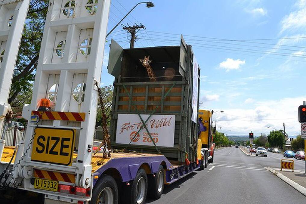 The Great Western Highway travelling through Bathurst. Kitoto, the newest member of Taronga's Giraffe herd, travels by road from Dubbo in her custom-built travelling crate. Photo: Brian Wood